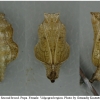 nep rivularis pupa8 volg21